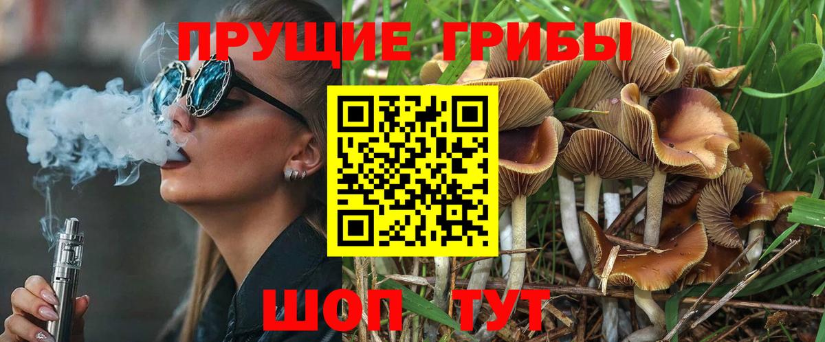 Псилоцибиновые грибы Psilocybine cubensis Новозыбков